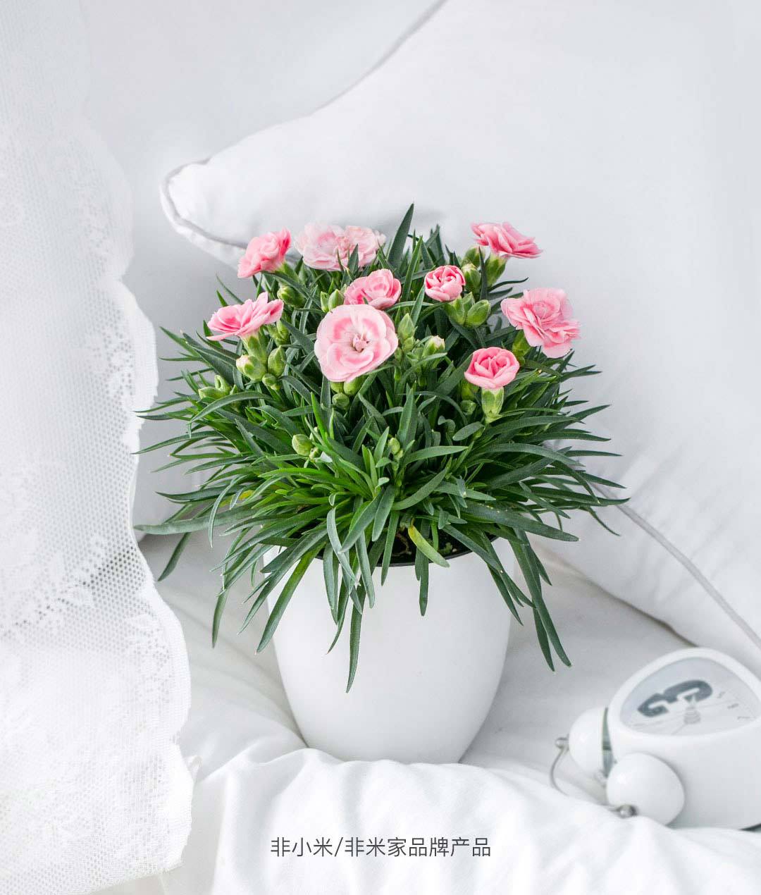 康乃馨盆栽 2盆装亲情之花,花色娇艳,斑斓雅洁59元法国水洗亚麻件套